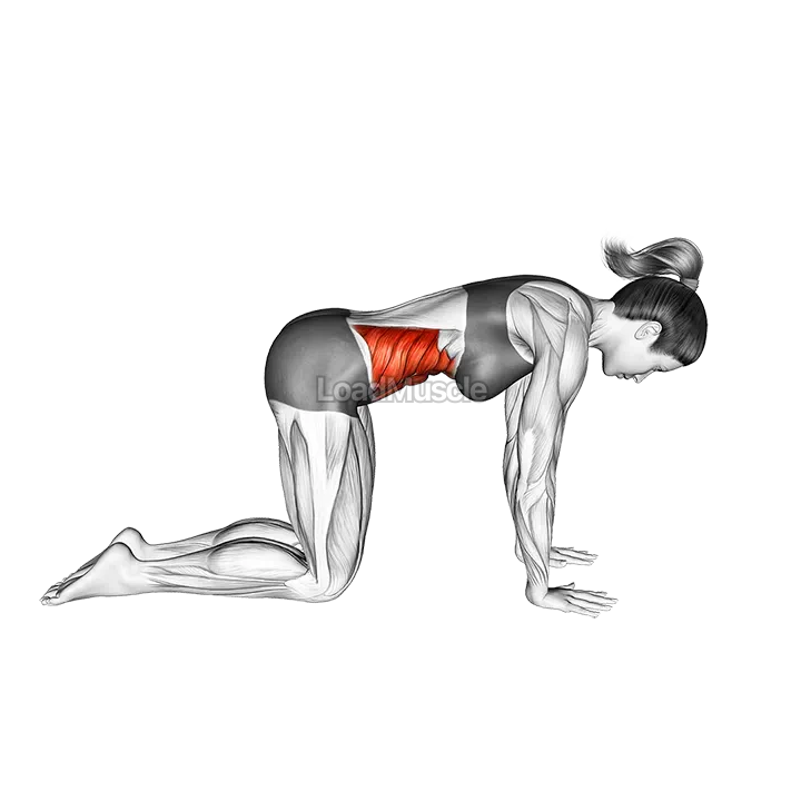 Cow Yoga Pose Bitilasana demonstration