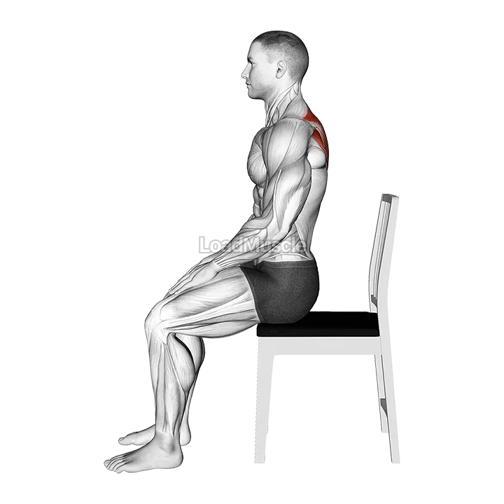 Sitting Scapular Adduction demonstration