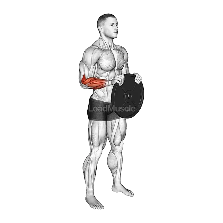 Weighted Plate Standing Hands Torsion demonstration