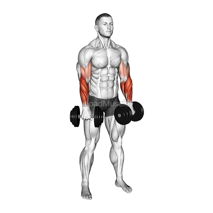 Dumbbell Standing Reverse Curl Rotate demonstration