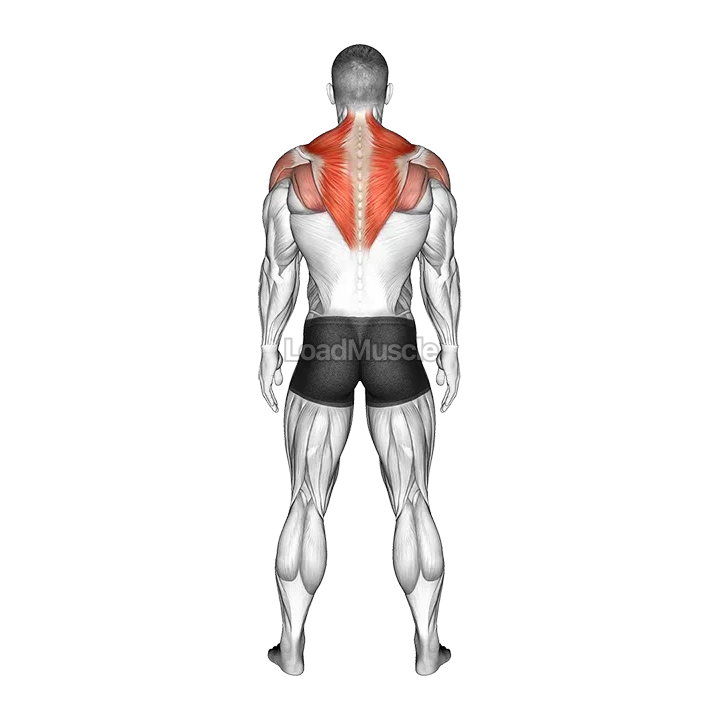 Standing Scapular Rotation demonstration