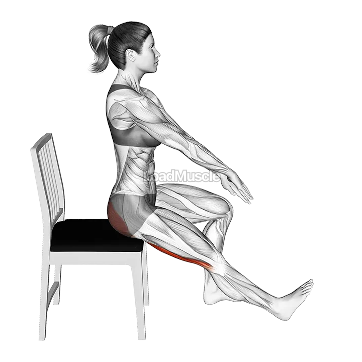 Seated Hamstring Stretch with Chair demonstration