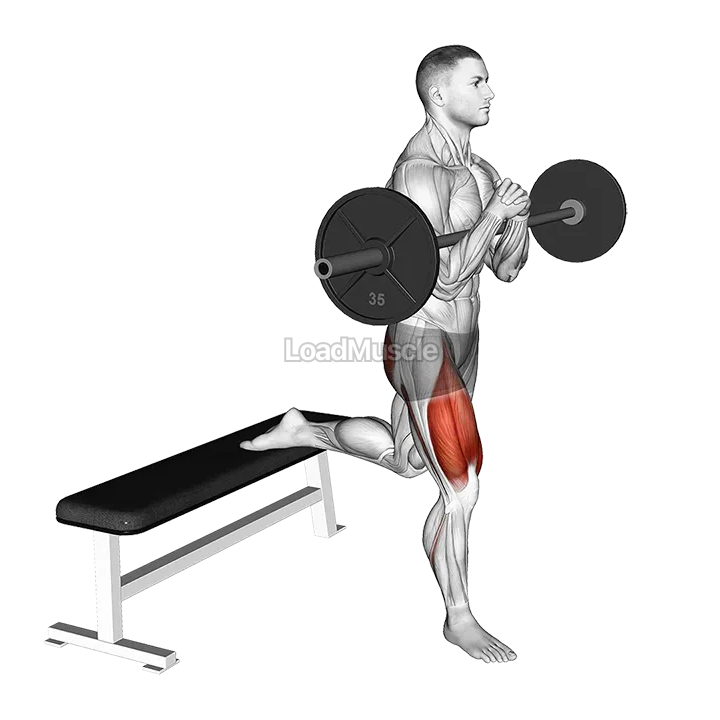 Barbell Zercher Bulgarian Split Squat demonstration