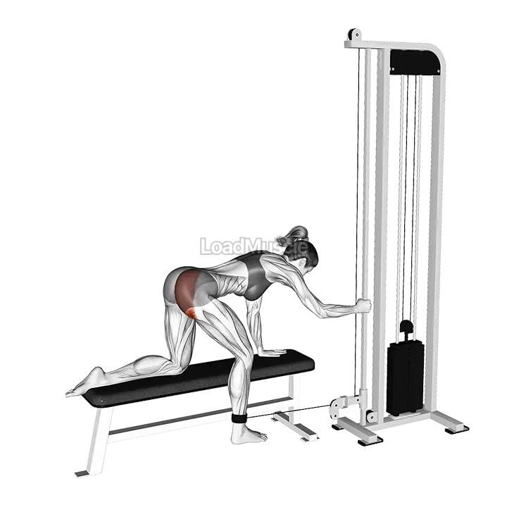 Cable Kneeling Glute Kickback demonstration
