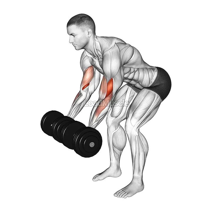 Dumbbell Bent Over Curl demonstration