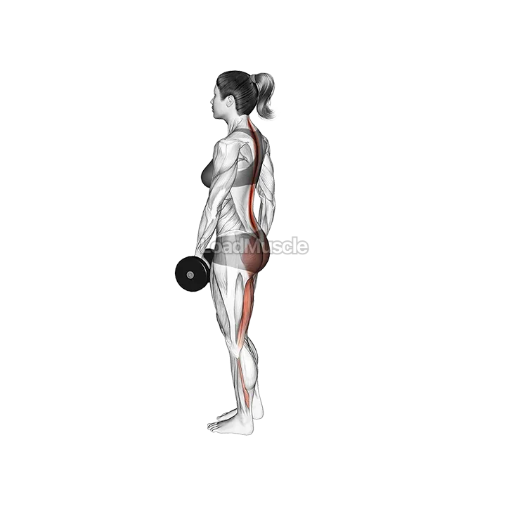 Dumbbell Ipsilateral Single Leg Stiff Leg Deadlift demonstration