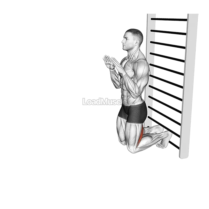 Nordic Hamstring Curl demonstration