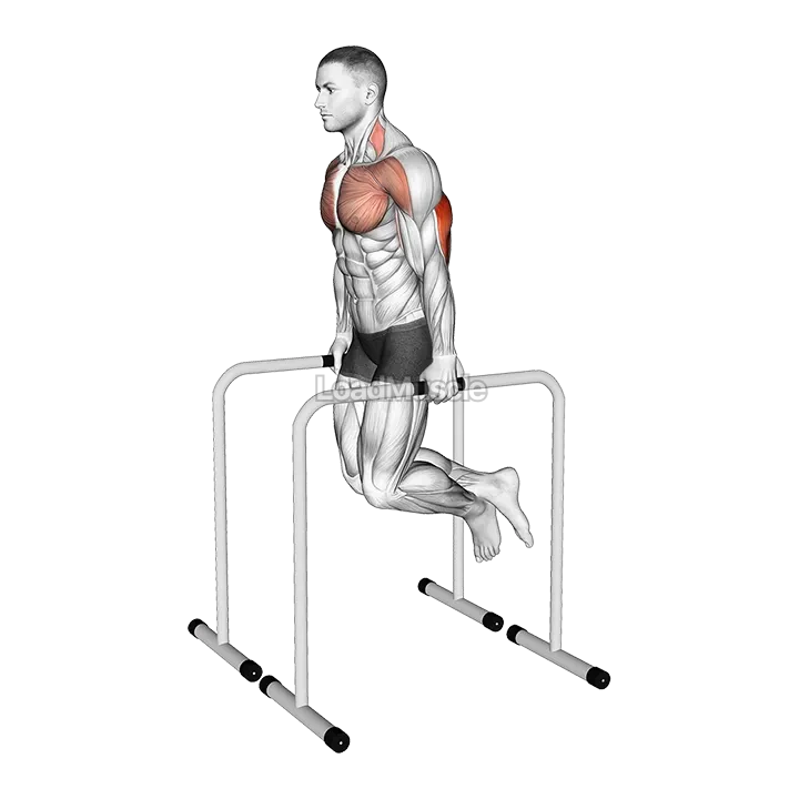 Triceps Dip on High Parallel Bars demonstration