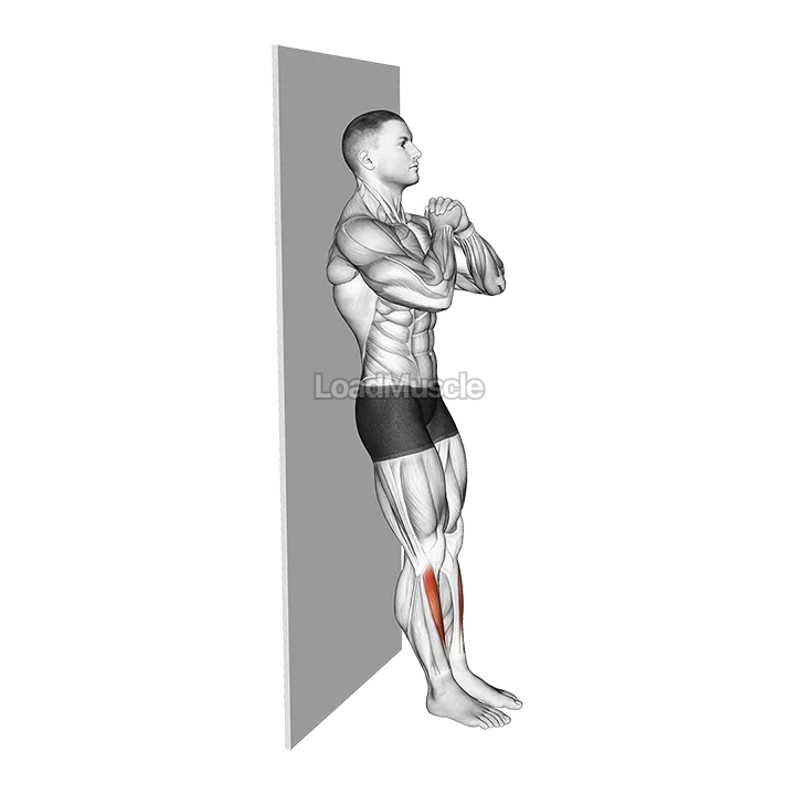 Bodyweight Tibialias Raise Wall Supported demonstration