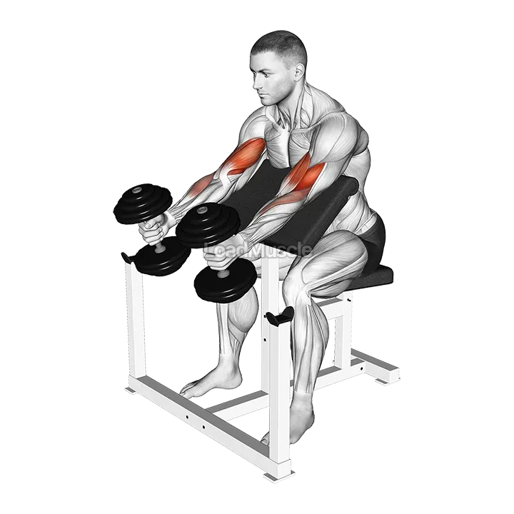 Dumbbell Preacher Swing Curl demonstration