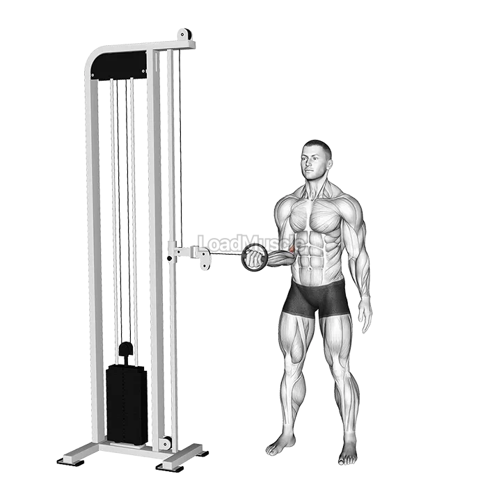 Cable Forearm Pronation demonstration