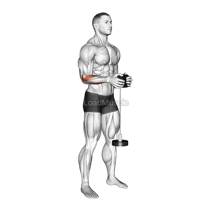 Neutral Wrist Roller demonstration