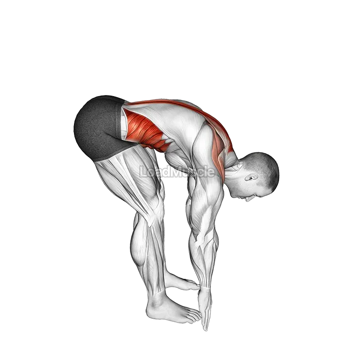 Bent Over Back Extension Scapular Adduction demonstration