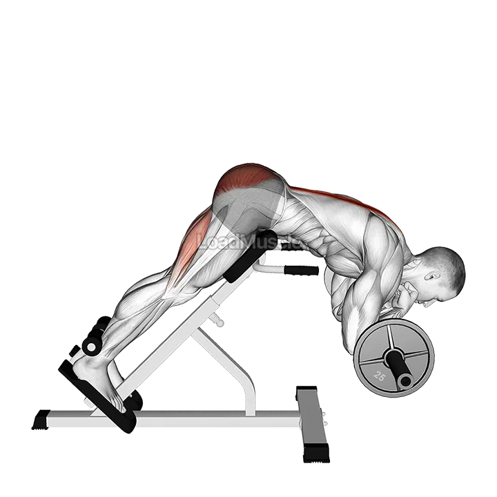 Barbell Zercher Back Extension demonstration