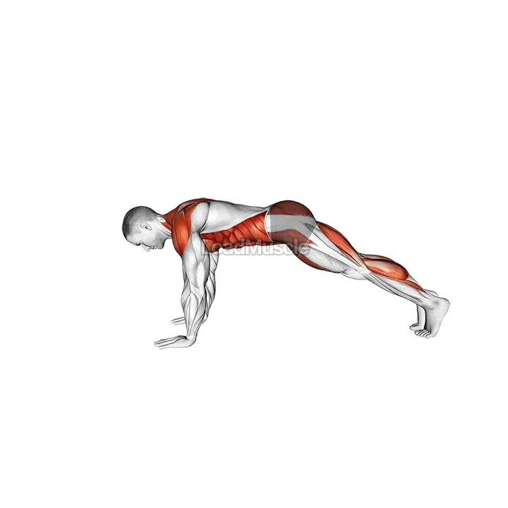 Bird Dog Plank demonstration