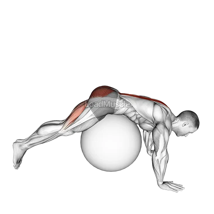 Reverse Hyperextension on Stability Ball demonstration