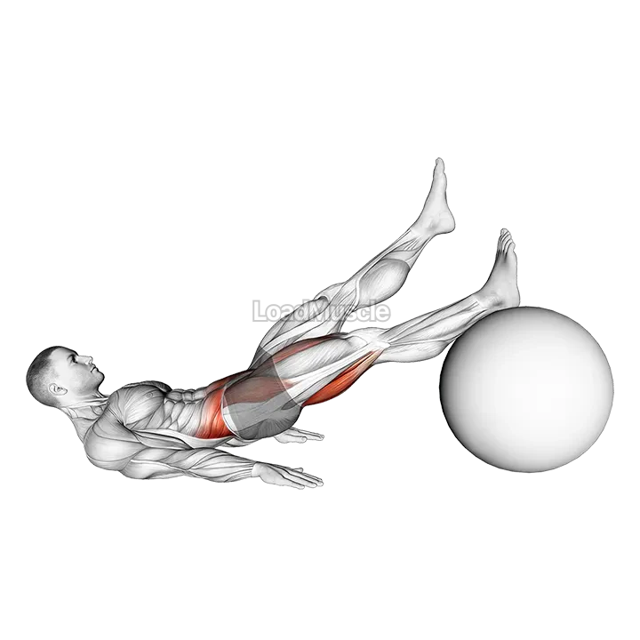 Straight Hip Single Leg Curl on Stability Ball demonstration