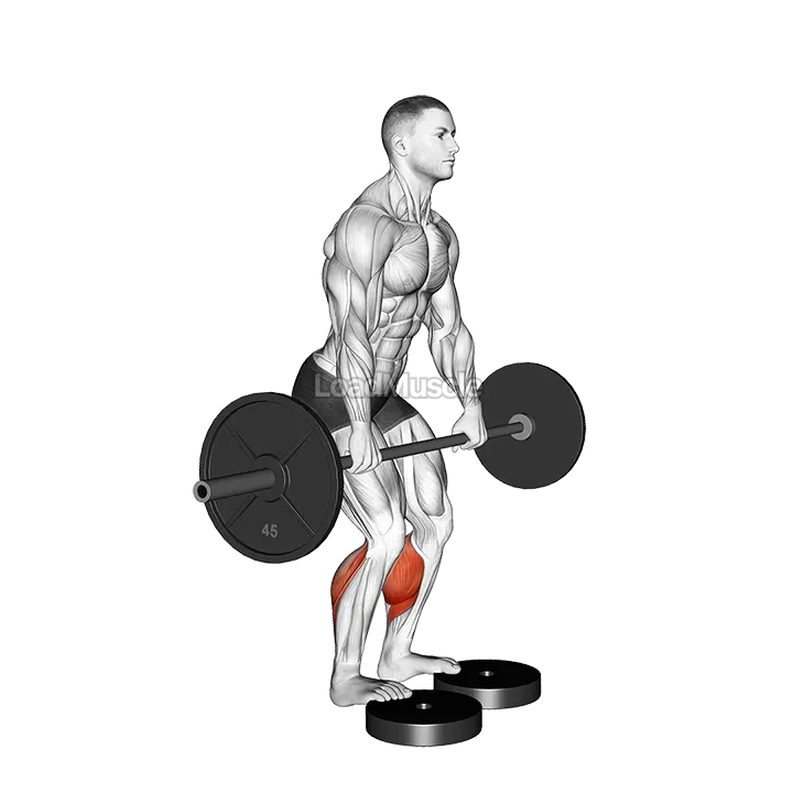 Barbell Standing Bent Knee Calf Raise from Deficit demonstration
