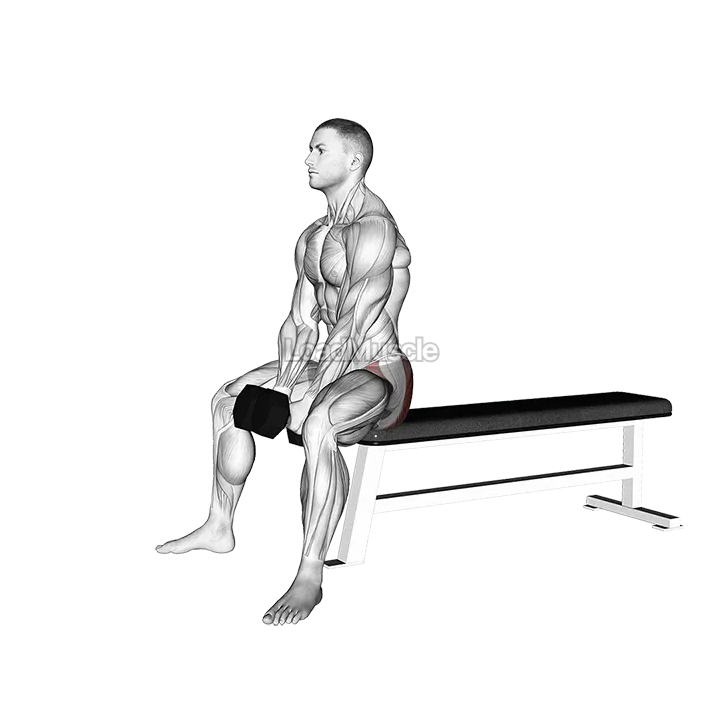 Dumbbell Sitting Good Morning demonstration