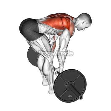 Barbell Bent Over Row
