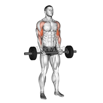 Barbell Drag Curl