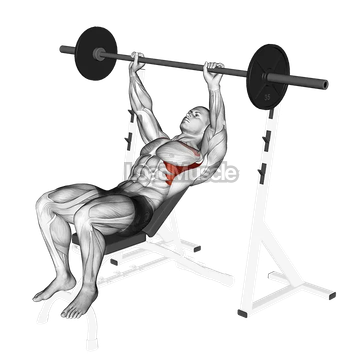Barbell Incline Shoulder Raise