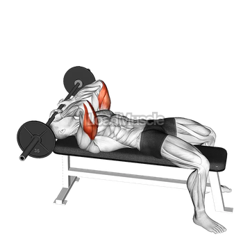 Barbell Lying Triceps Extension Skull Crusher