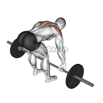 Barbell Rear Delt Row