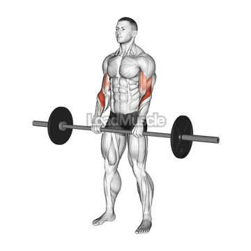 Barbell Reverse Curl