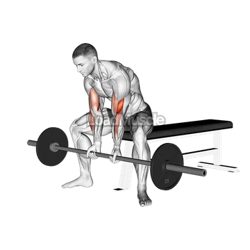 Barbell Seated Close grip Concentration Curl