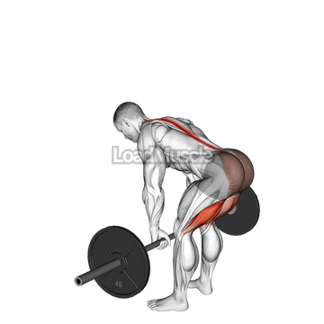 Barbell Straight Leg Deadlift