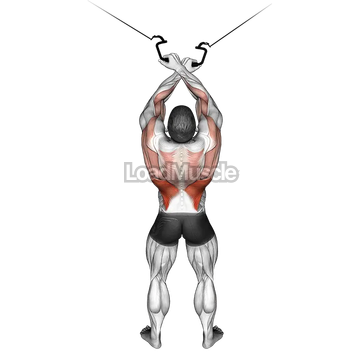 Cable Cross over Lateral Pulldown