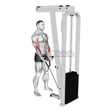 Cable Hammer Curl (with rope)