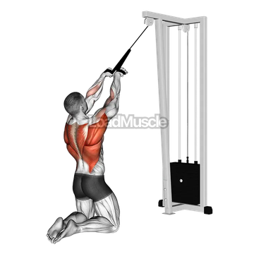 Cable High Row (kneeling, rope attachment)