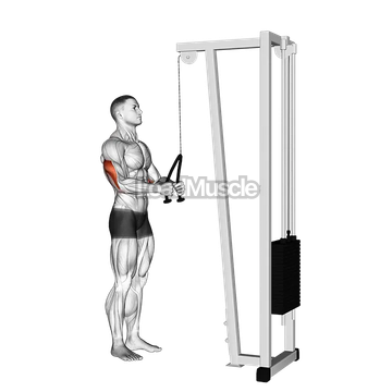 Cable Pushdown (with rope attachment)