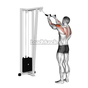 Cable Rear Delt Row (with rope)