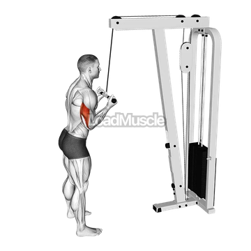 Cable Reverse grip Pushdown