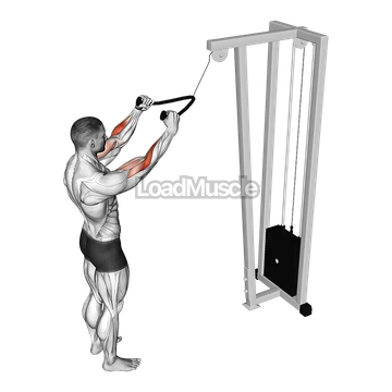 Cable Standing Pulldown (with rope)