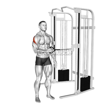 Cable Standing Shoulder External Rotation