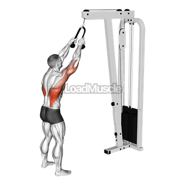 Cable Straight Arm Pulldown (with rope)