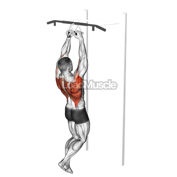 Chin ups (narrow parallel grip)