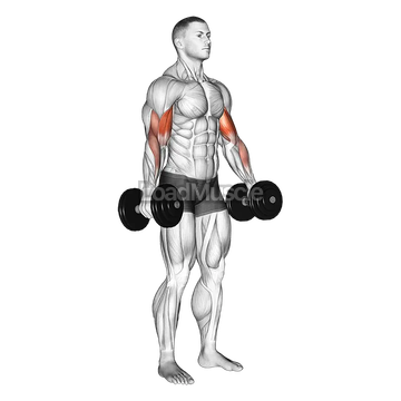 Dumbbell Alternate Biceps Curl