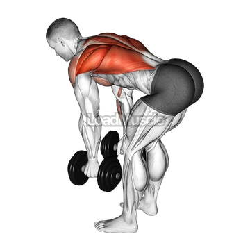 Dumbbell Bent Over Row