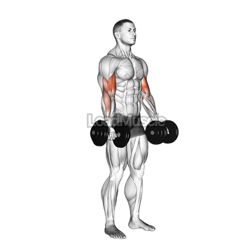 Dumbbell Biceps Curl