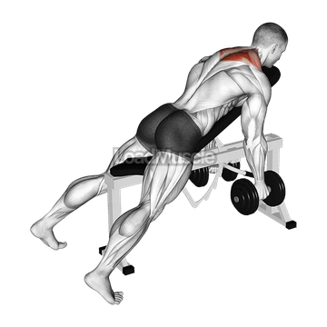 Dumbbell Decline Shrug