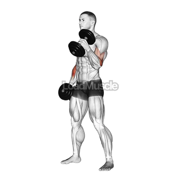 Dumbbell Hammer Curl