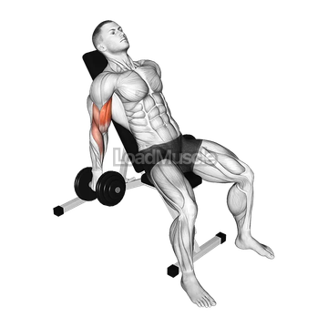 Dumbbell Incline Curl