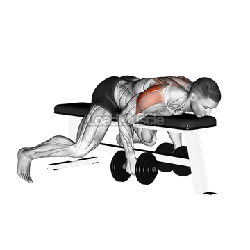 Dumbbell Lying Rear Lateral Raise