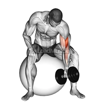 Dumbbell One Arm Concetration Curl (on stability ball)
