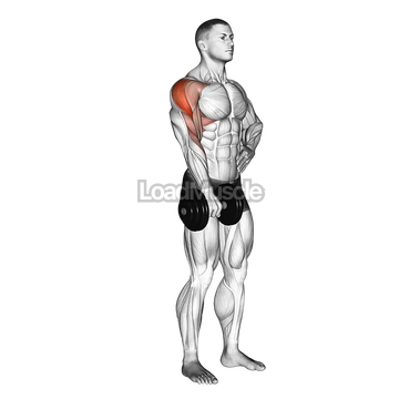 Dumbbell One Arm Upright Row